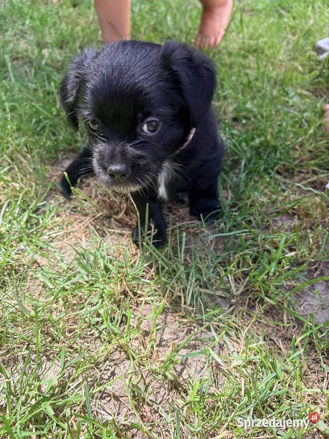 Suczki i piesek Maltipoo F1B z rodowodem szukają Puławy sprzedam