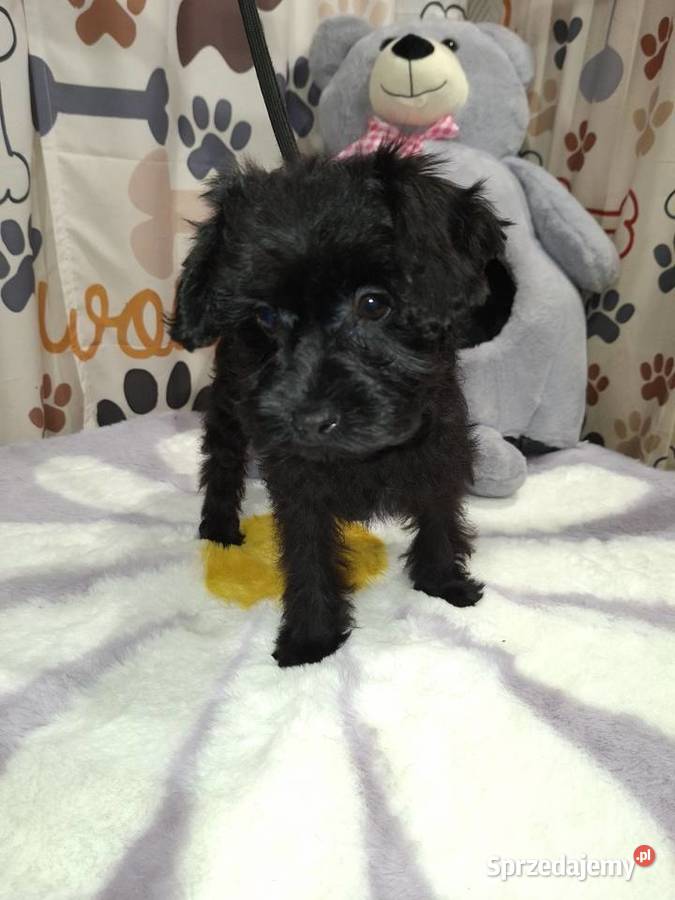 Yorkshire terrier komplet szczepień Psary Małe sprzedam