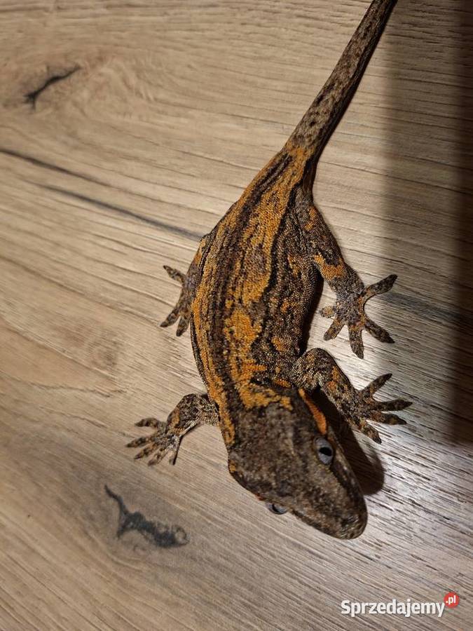Gekon nie orzęsiony gargulcowy samica Kraków