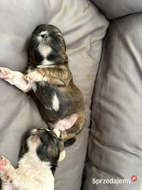 Suczka shih tzu Ciechanów
