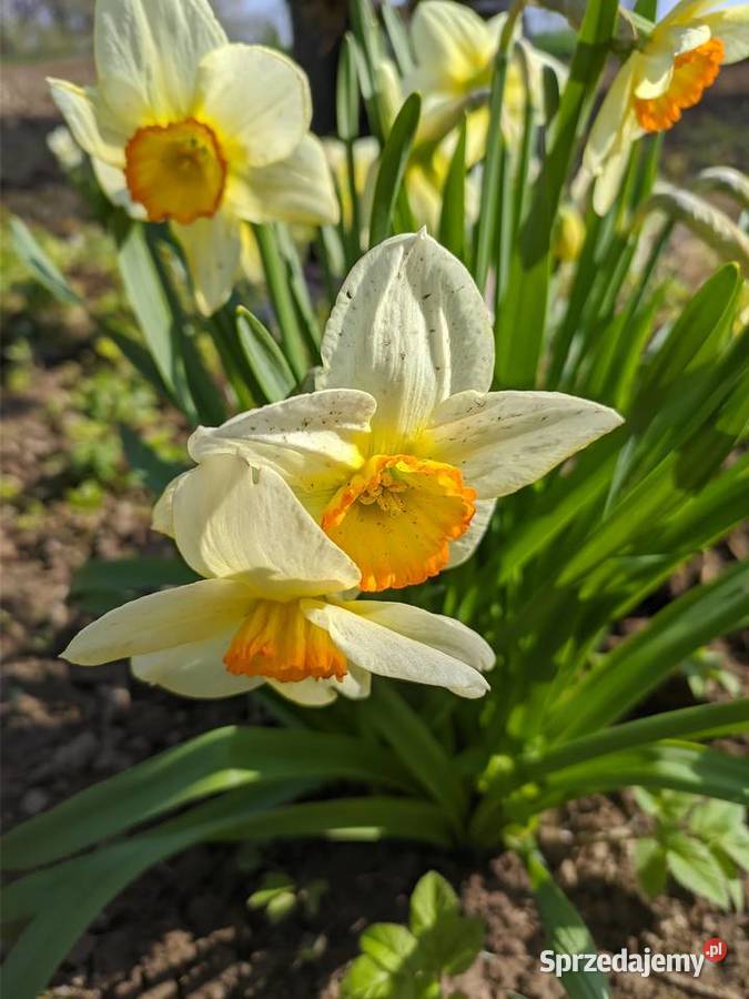Żonkil Narcyz Biały sadzonki MIX Lublin