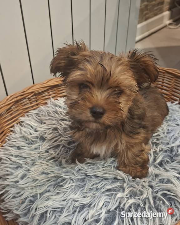 Yorkshire Terrier Chróścin