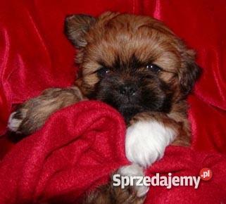 Lhasa Apso mniej znany kuzyn Shih Tzu rodowodowe Wrocław