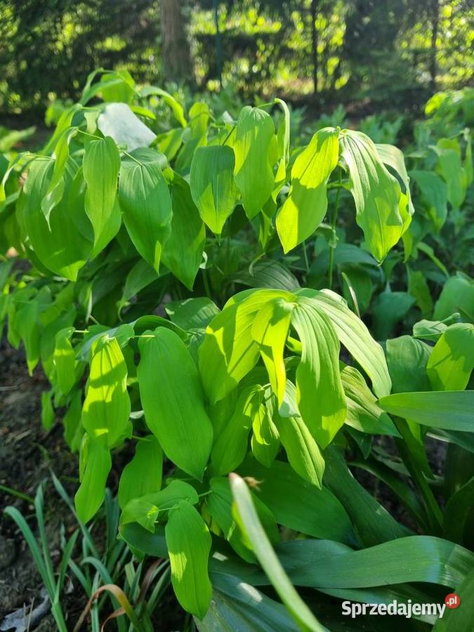 Jagodowiec wielkokwiatowy lubelskie