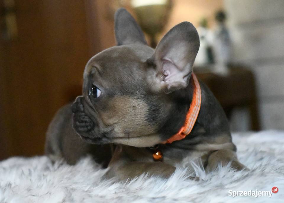 Buldog francuski sunia Gotowa do odbioru BEZA Łódź