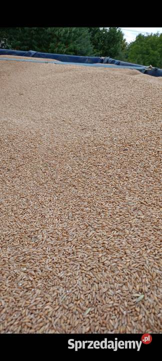 Pszenżyto Pierzchnica