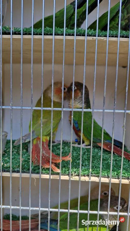 Likwidacja różne gatunki tanio Strzelin