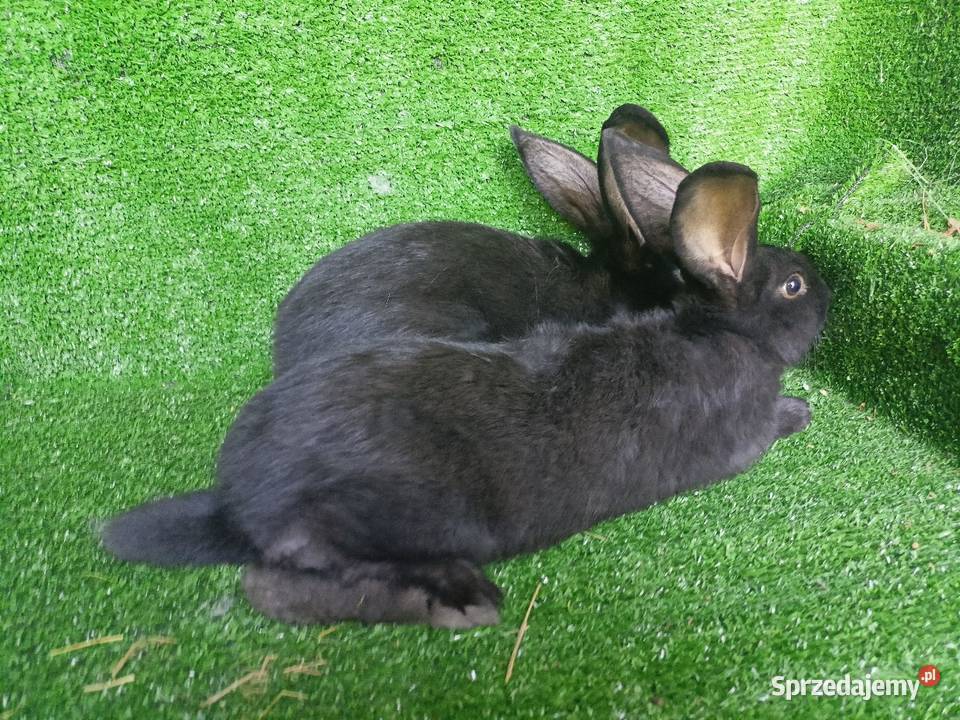 Sprzedam samce kujawsko-pomorskie Więcbork