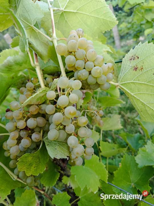 Sprzedam winogrona Solaris na wino soki Ostrowiec Świętokrzyski