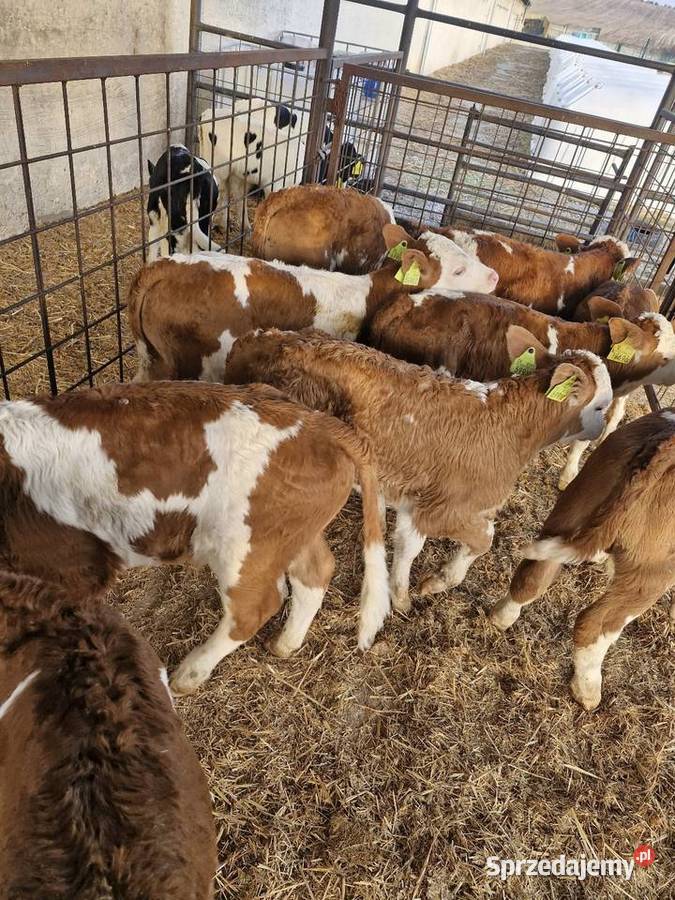 Sprzedam cielaki mięsne Koronowo