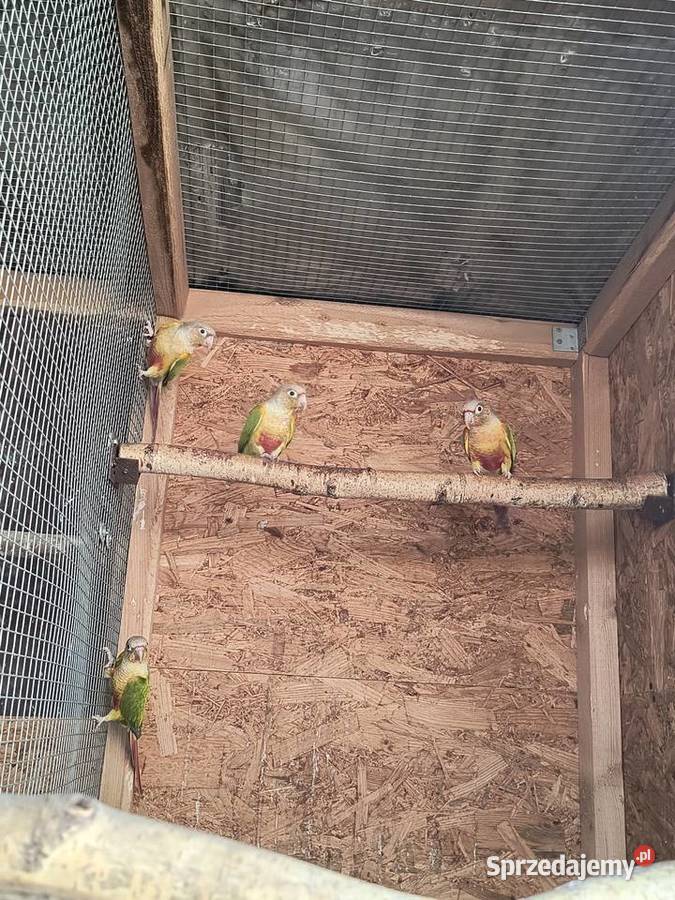 Rudosterki zielonolice Racibórz