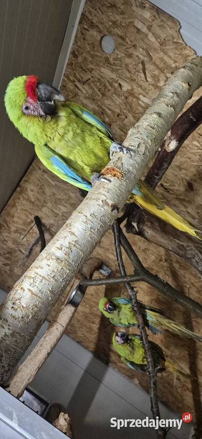 Ara Ambigua ara Oliwkowa samica 2025 Rogoż