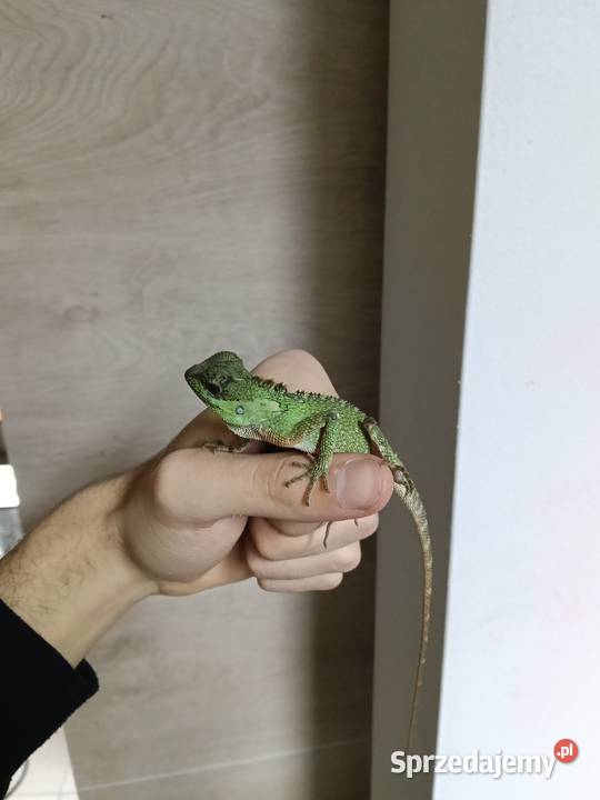 Agama rogata Gady i płazy Kraków