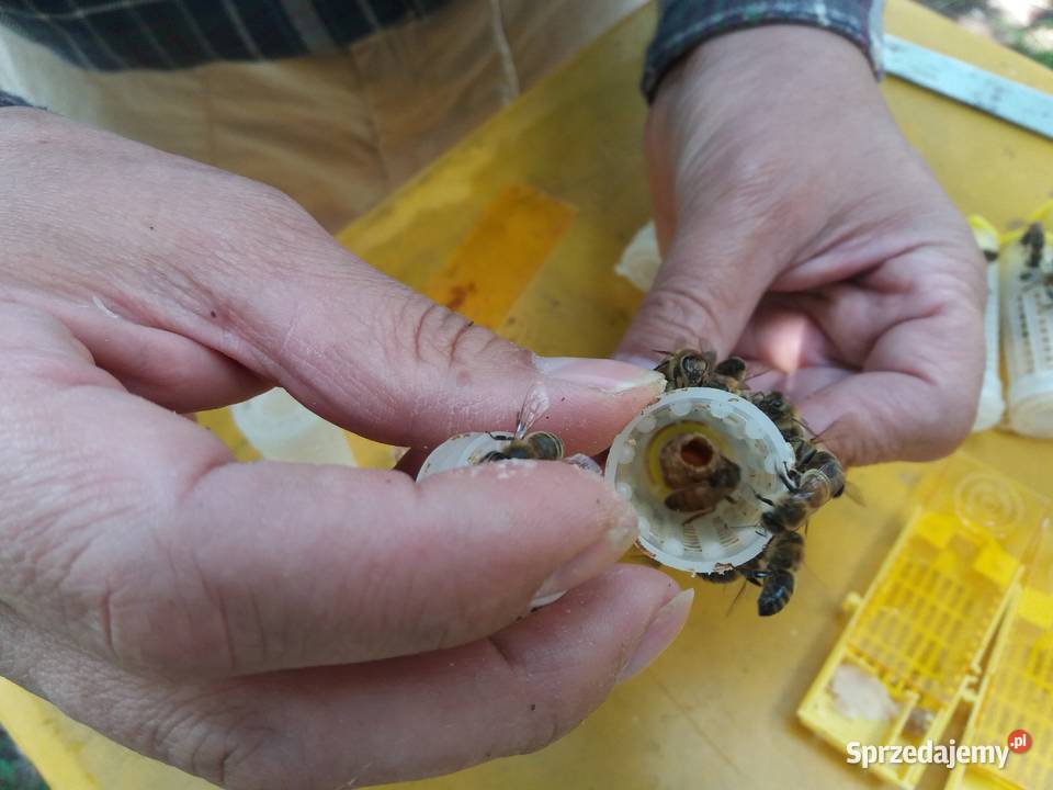 Matki pszczele HYG NieUnasiennione Buckfast Warszawa sprzedam