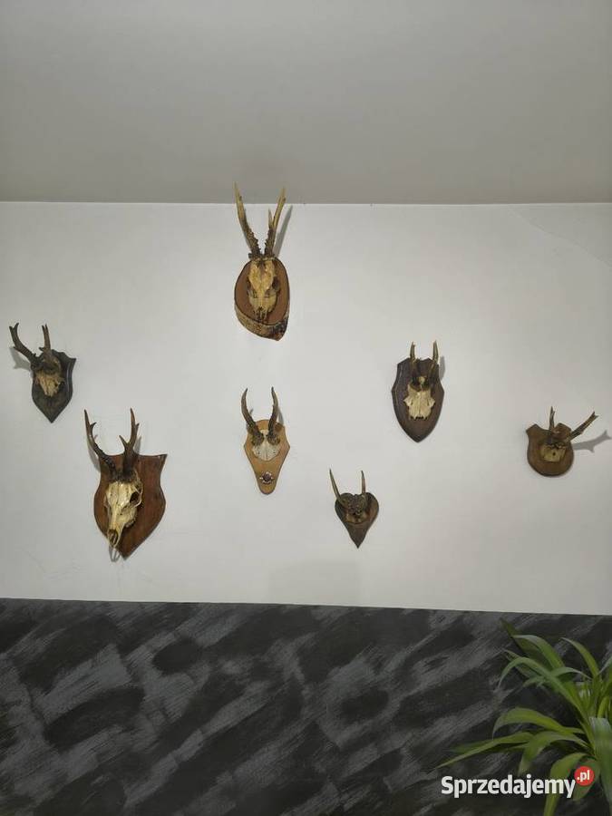 Rogi poroża ozdobne wielkopolskie Jarocin