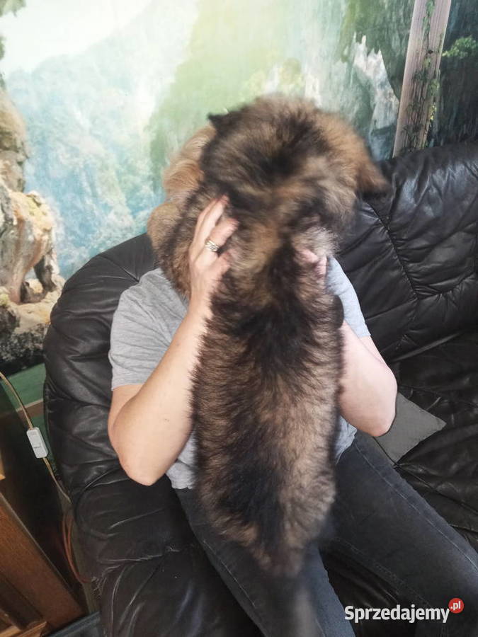 OWCZAREK NIEMIECKI DŁUGOWŁOSYSZCZENIĘTA Owczarek Szczecin