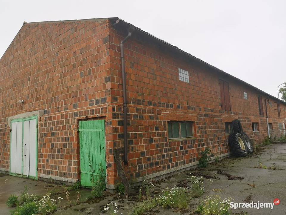 Magazyn Chlewnia 800 m Do Wynajęcia Okazja Swarzędz