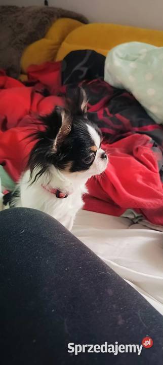 Piękny chihuahua długowłosy korzenie Tajlandia mazowieckie Warszawa