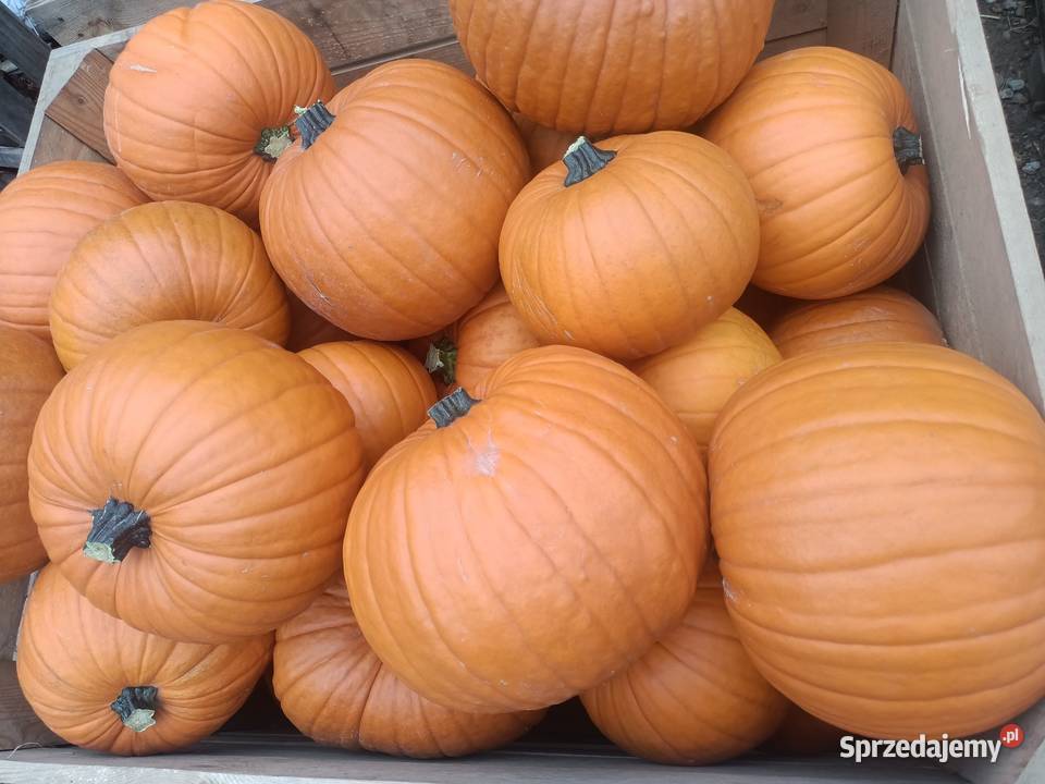 Dynia premium halloween kaliber 410