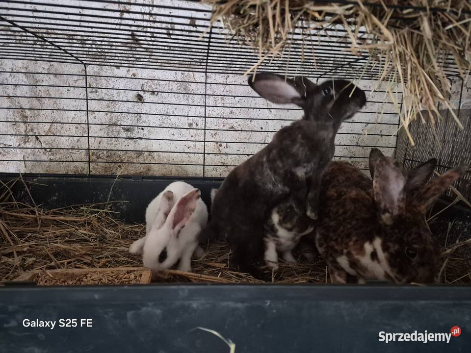 Króliki rex trójbarwny Dylągowa