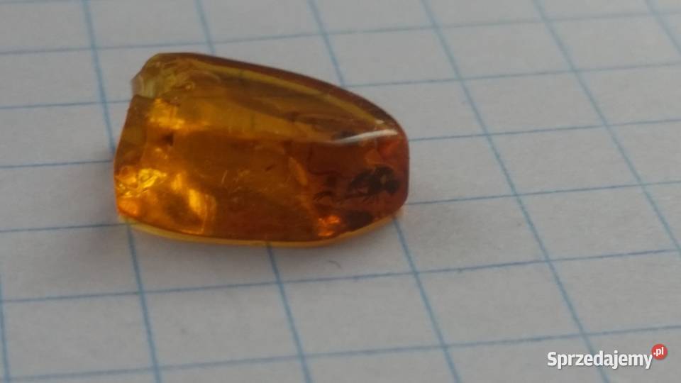 4mm owad w bursztynie rarytas okaz Suszec