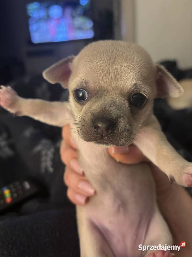 Chihuahua piękne szczenięta krotkowlose Szczecin