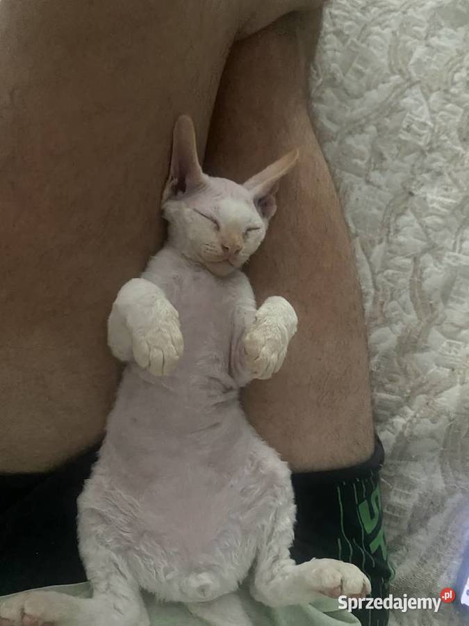 Kocurek Devon rex Alfred Szczecin sprzedam