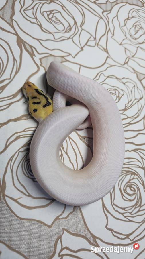 Wąż pyton królewski python regius samiec Wrocław sprzedam