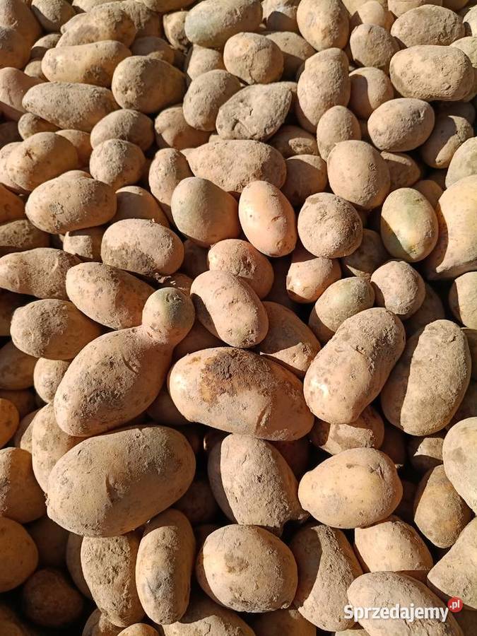 Ziemniaki paszowe Rośliny okopowe małopolskie Charsznica