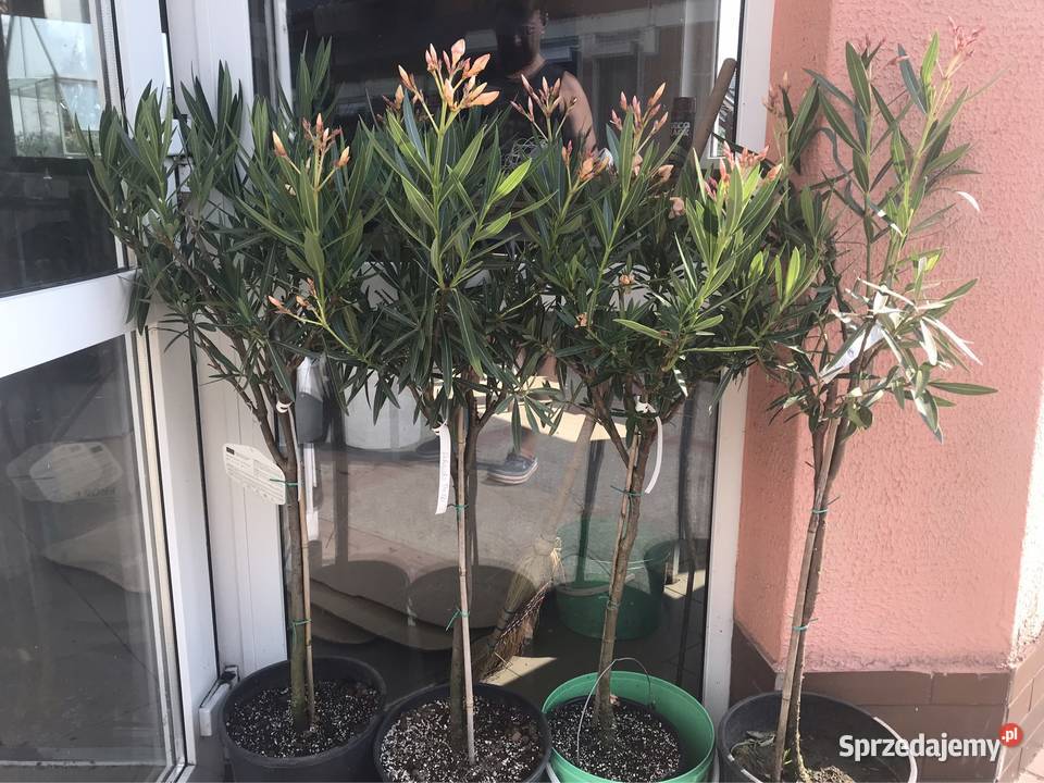 Oleandry na pniu Skawina