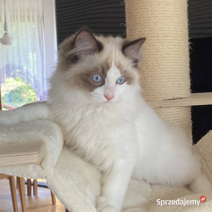Piękny kocurek Ragdoll gotowy do odbioru z