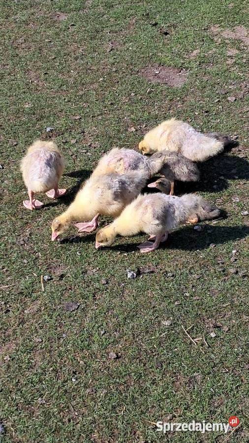 Sprzedam gąski opolskie Miedziana