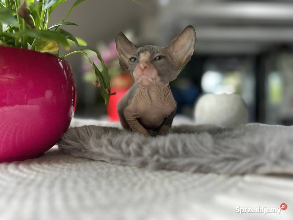 Sfinks śliczne kociaki mazowieckie sprzedam