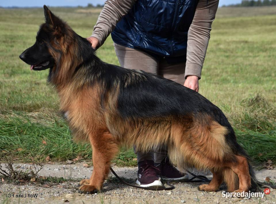 Owczarek niemiecki długowłosy ZKwP FCI warmińsko-mazurskie Rudziska sprzedam
