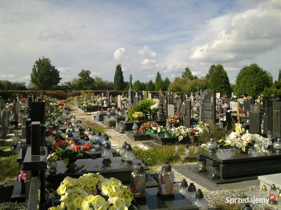 Przycięcie skrócenie pielęgnacja żywopłotu tui dolnośląskie Wrocław