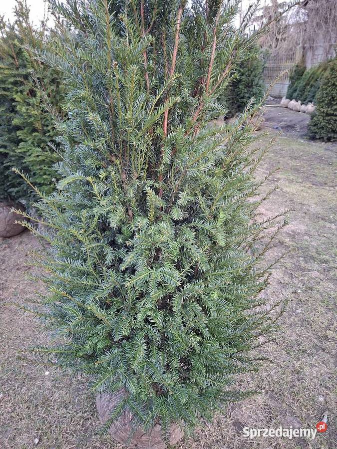 Mega Ładny Gotowy Żywopłot Cis mazowieckie Mszczonów sprzedam