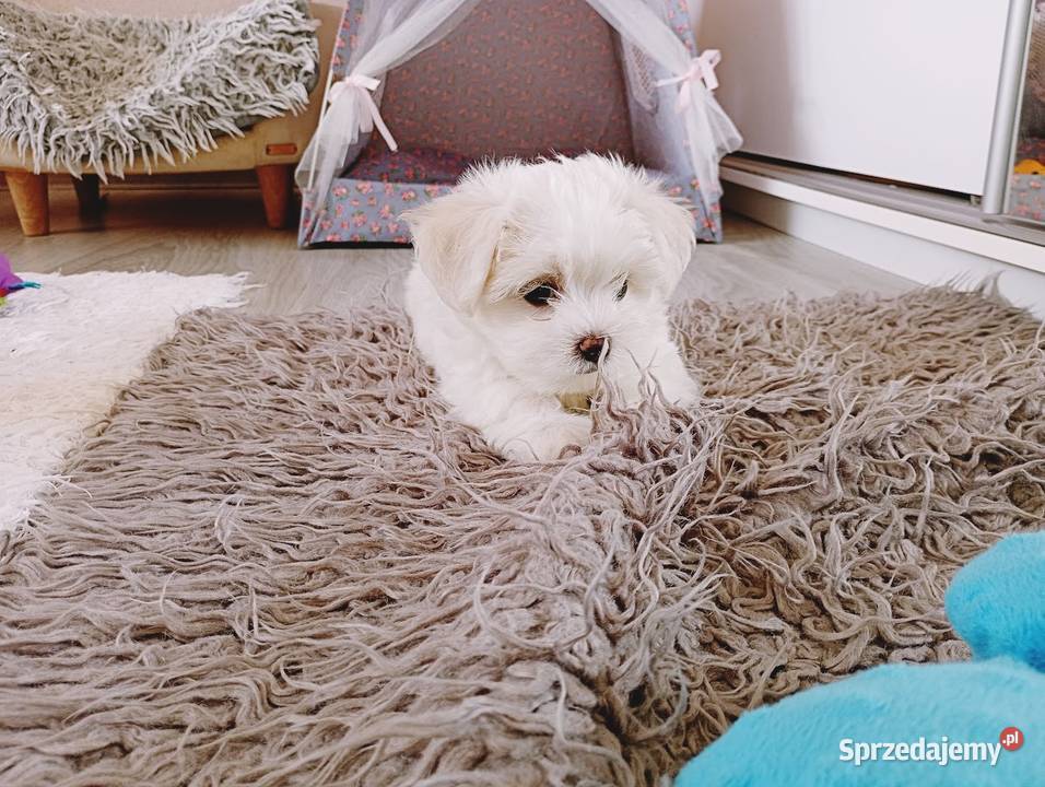Maltańczyk szczenię suczka Racibórz