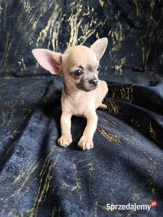 Suczka krótkowłosa chihuahua Szczaworyż