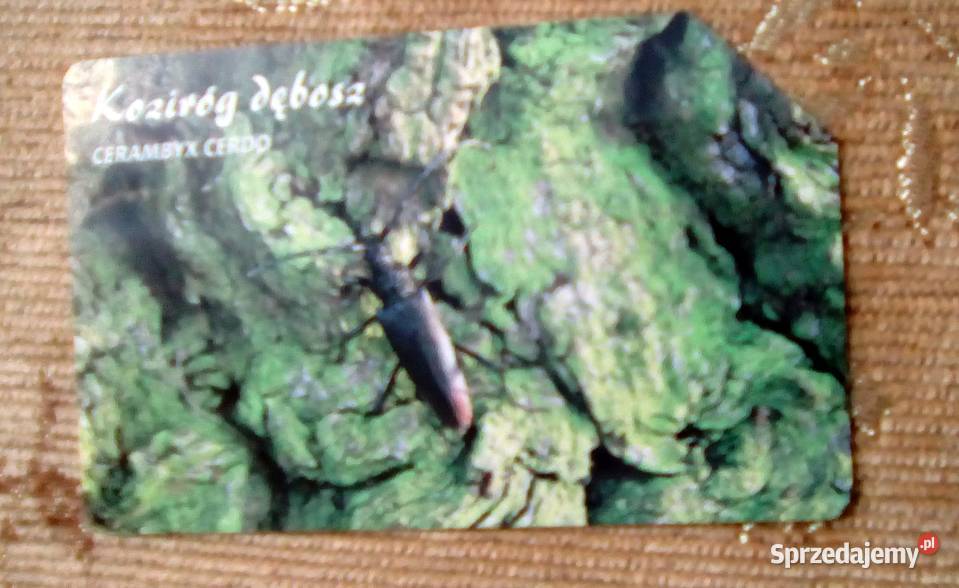 KOZIRÓG DĘBOSZ JEDEN Z NAJWIĘKSZYCH POLSKICH lubelskie Piszczac