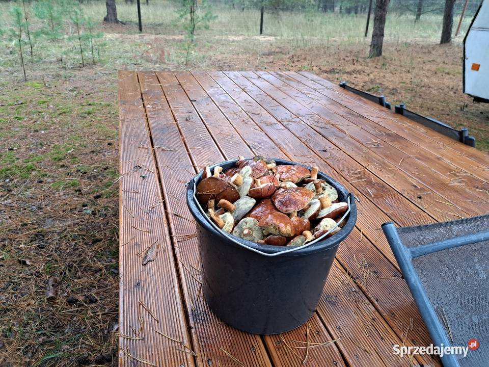 Sprzedam bezpośrednio działki budowlane KLEMPICZ wielkopolskie