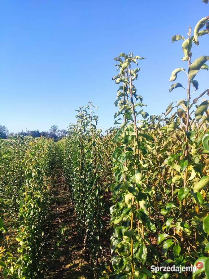 Drzewka Owocowe Producent Wysyłka podkarpackie Dębica