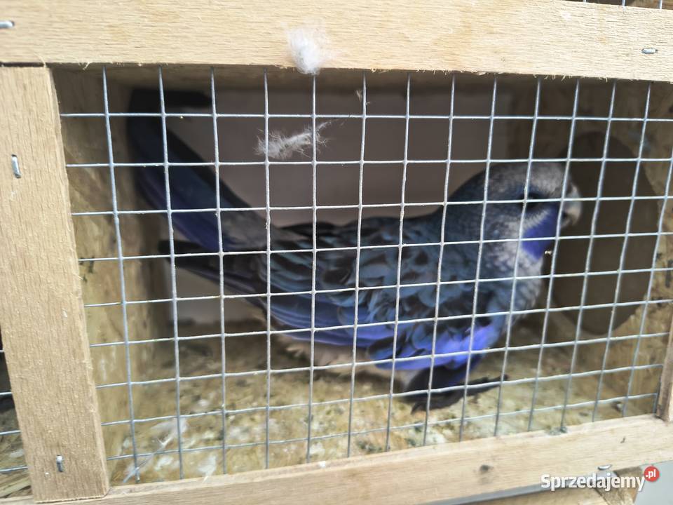 Rozelle królewksie sprzedam