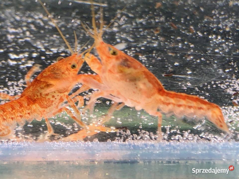 Rak mini orange Justynów sprzedam