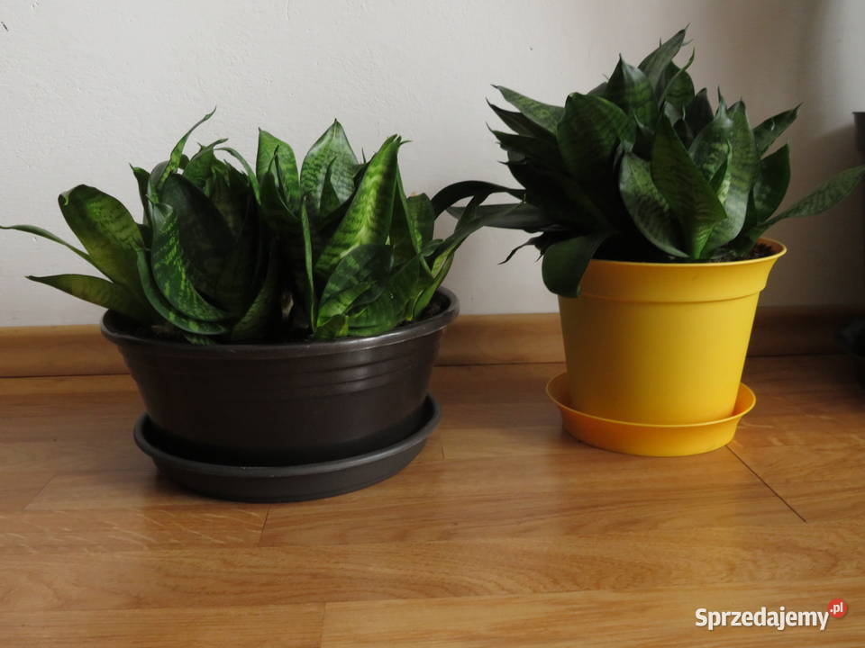 Sansevieria hahnii Wieliczka