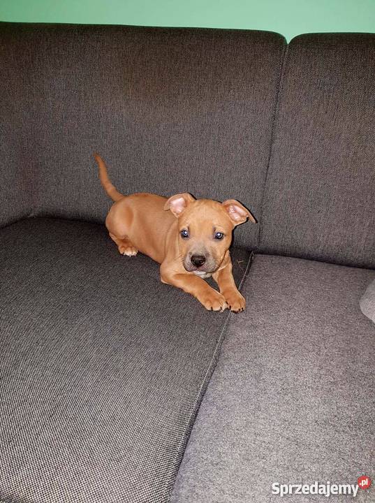 Szczeniaki amstaff Amstaff Września