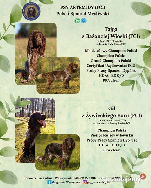 Polski Spaniel Myśliwski Psy Artemidy FCI Lublin