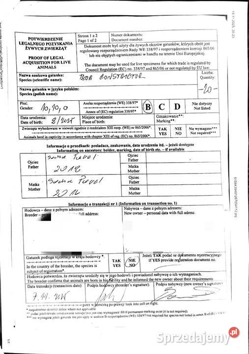 Boa constrictor dolnośląskie Wałbrzych