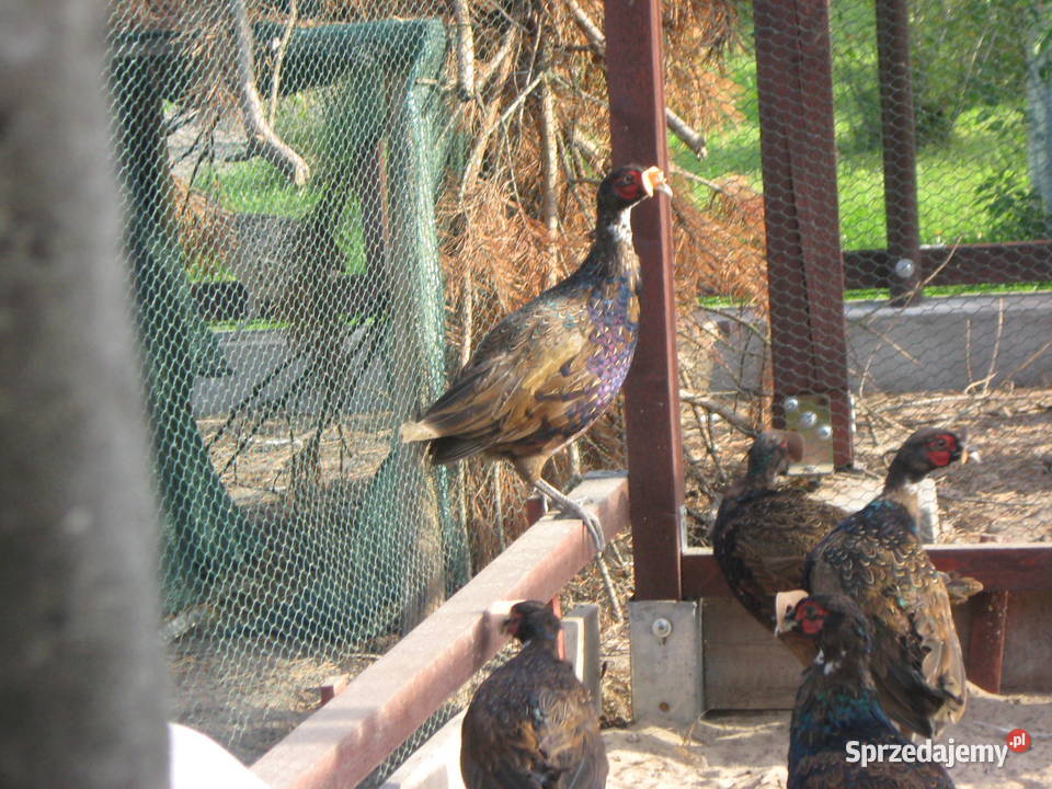 Bażanty mongolskiekoguty Ptaki Suchedniów