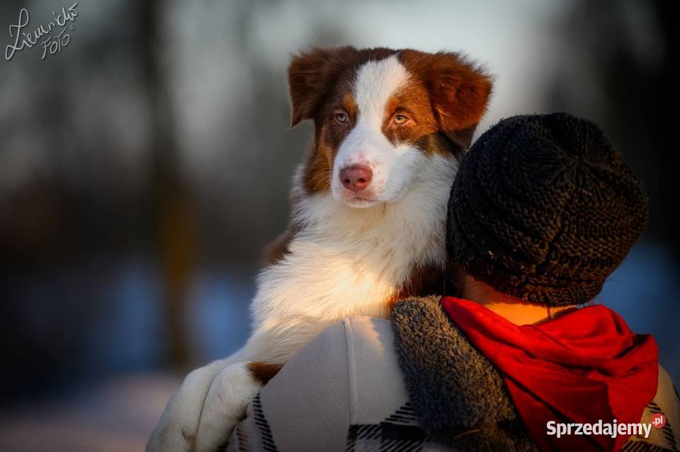 Owczarek australijski typ amerykański Pies NBT łódzkie Parzęczew