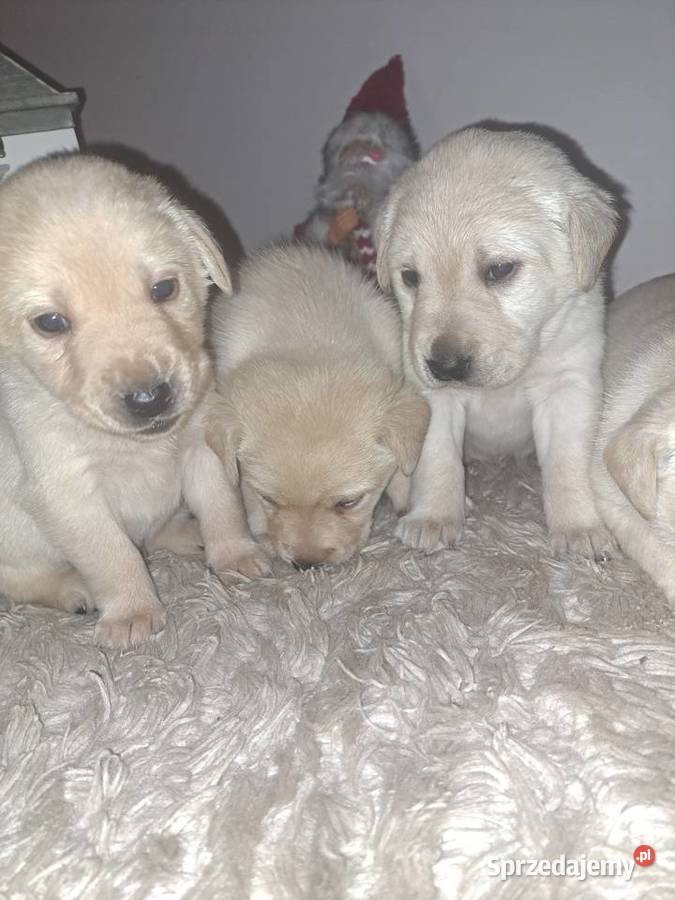 Labrador Retriever szczeniaki małopolskie Tarnów